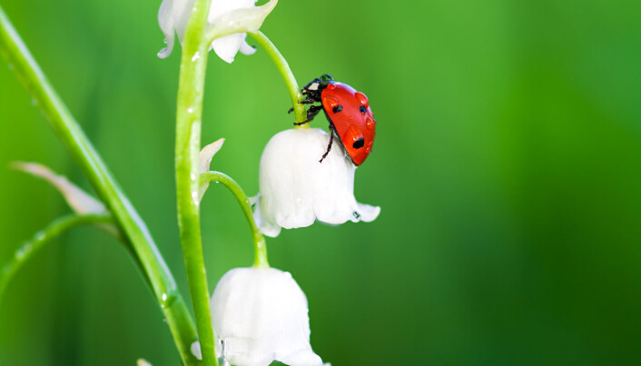 En studie fra 2017 tyder på at insektene har vært i sterk tilbakegang i Tyskland. (Foto: yanikap / Shutterstock / NTB scanpix) En studie fra 2017 tyder på at insektene har vært i sterk tilbakegang i Tyskland. (Foto: yanikap / Shutterstock / NTB scanpix)
