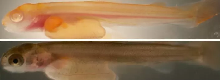 Det øverste bildet viser en lakseyngel med mutert albinogen, og dermed mangler fargepigmentene. Det nederste bildet  viser en lakseyngel med normal pigmentering. (Foto: Havforskningsinstituttet)