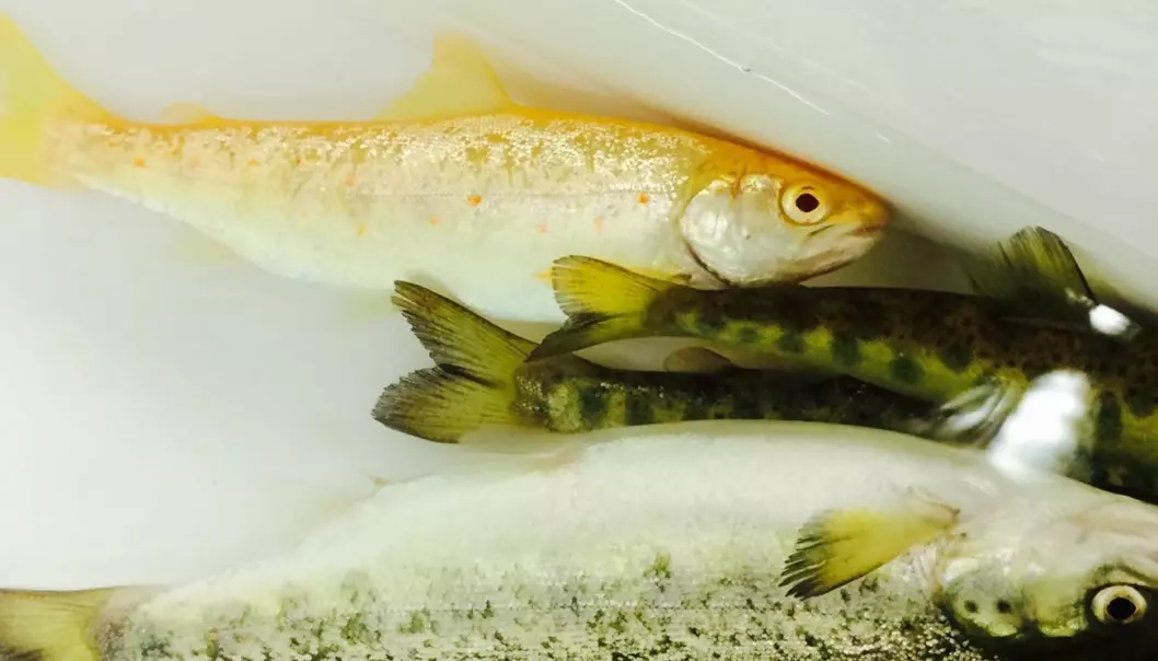 Den delvis gule fisken mangler pigmentering etter at albinogenet har mutert. De andre fiskene har naturlig pigmentering. Alle fiskene er ett år gamle. (Foto: Havforskningsinstituttet)