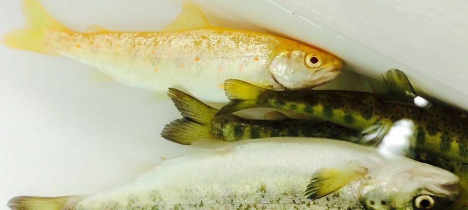 Den delvis gule fisken mangler pigmentering etter at albinogenet har mutert. De andre fiskene har naturlig pigmentering. Alle fiskene er ett år gamle. (Foto: Havforskningsinstituttet)