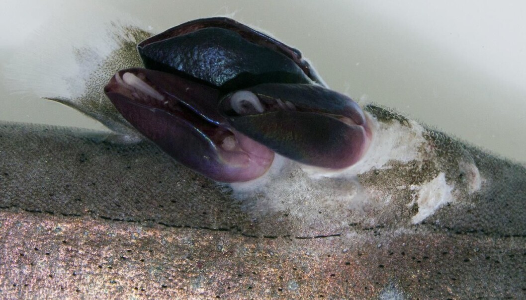 Nærbilde av Anelasma squalicola på ryggen til svarthå. (Foto: Christoph Noever, Creative Commons) Nærbilde av Anelasma squalicola på ryggen til svarthå. (Foto: Christoph Noever, Creative Commons)