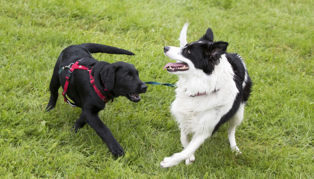 Hundesykdommen i Norge har skapt bekymring blant hundeeiere. Nå innføres det et nytt helseregister for dyr. (Foto: Terje Pedersen / NTB scanpix) Hundesykdommen i Norge har skapt bekymring blant hundeeiere. Nå innføres det et nytt helseregister for dyr. (Foto: Terje Pedersen / NTB scanpix)
