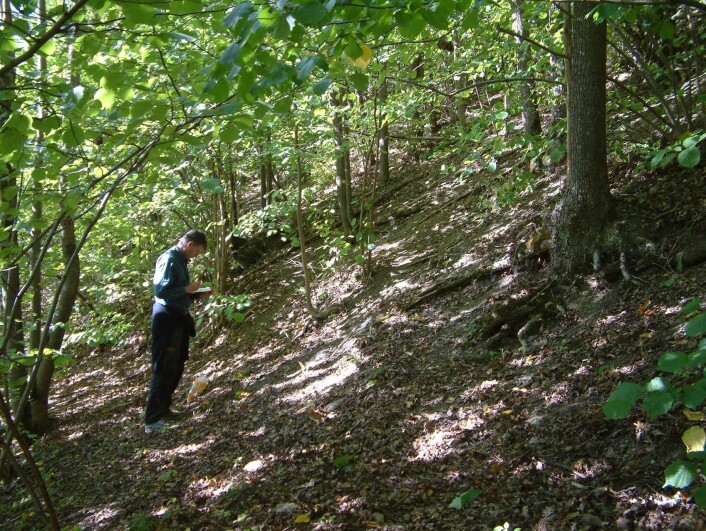 Kalklindeskogen rundt Oslofjorden er unik og en del av urnaturen rundt Oslo. Her jakter Tor Erik Brandrud på de sjeldne soppartene som vokser her. (Foto: Olav Skarpaas, NINA) Kalklindeskogen rundt Oslofjorden er unik og en del av urnaturen rundt Oslo. Her jakter Tor Erik Brandrud på de sjeldne soppartene som vokser her. (Foto: Olav Skarpaas, NINA)