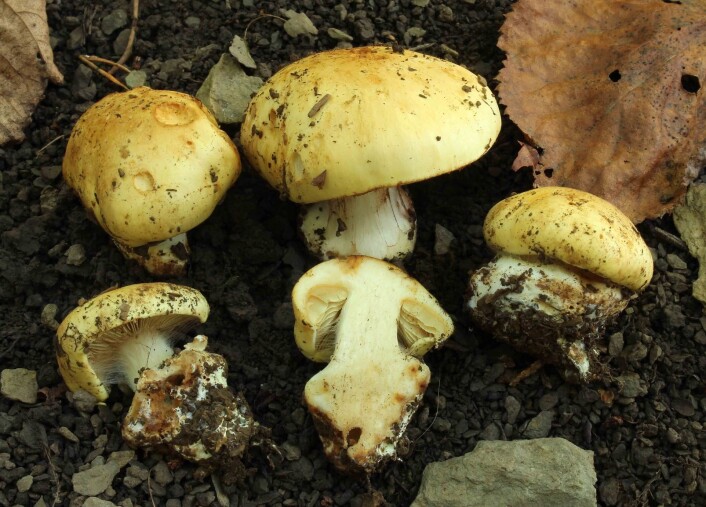 Forskerne jubler over en bra sesong for denne ellers nokså lysskye skapningen. Osloslørsopp - Cortinarius osloensis CR - er en særnorsk sopp, og en av de virkelig store aristokratene innen soppverdenen. Med flere funn i høst er den nå kjent fra åtte lokaliteter i Oslo-Asker-Ringerike-området. (Foto: Balint Dima, NINA) Forskerne jubler over en bra sesong for denne ellers nokså lysskye skapningen. Osloslørsopp - Cortinarius osloensis CR - er en særnorsk sopp, og en av de virkelig store aristokratene innen soppverdenen. Med flere funn i høst er den nå kjent fra åtte lokaliteter i Oslo-Asker-Ringerike-området. (Foto: Balint Dima, NINA)