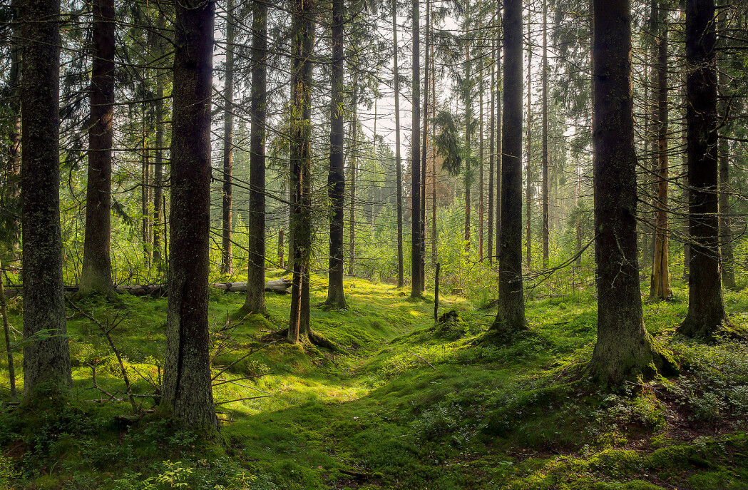 EU-landene er for øyeblikket avhengig av å brenne trær for å nå de ambisiøse klimamålene sine. Fellesskapets mål er at 32 prosent av energien skal være fornybar innen år 2030. Men hva om den klart viktigste alternative energikilden i Europa – bioenergi – ikke er klimavennlig? (Foto: Lillac / Shutterstock / NTB scanpix) EU-landene er for øyeblikket avhengig av å brenne trær for å nå de ambisiøse klimamålene sine. Fellesskapets mål er at 32 prosent av energien skal være fornybar innen år 2030. Men hva om den klart viktigste alternative energikilden i Europa – bioenergi – ikke er klimavennlig? (Foto: Lillac / Shutterstock / NTB scanpix)