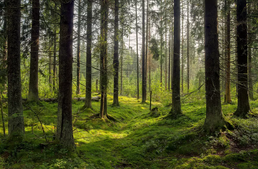 EU-landene er for øyeblikket avhengig av å brenne trær for å nå de ambisiøse klimamålene sine. Fellesskapets mål er at 32 prosent av energien skal være fornybar innen år 2030. Men hva om den klart viktigste alternative energikilden i Europa – bioenergi – ikke er klimavennlig? (Foto: Lillac / Shutterstock / NTB scanpix)