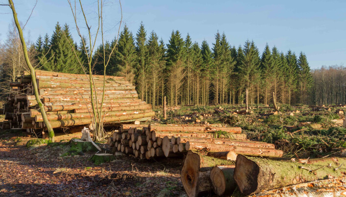 Mer skog hugges for å bli til bioenergi. (Foto: Bjorn Kristersson / Shutterstock / NTB scanpix) Mer skog hugges for å bli til bioenergi. (Foto: Bjorn Kristersson / Shutterstock / NTB scanpix)