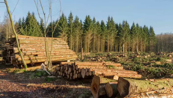Mer skog hugges for å bli til bioenergi. (Foto: Bjorn Kristersson / Shutterstock / NTB scanpix)