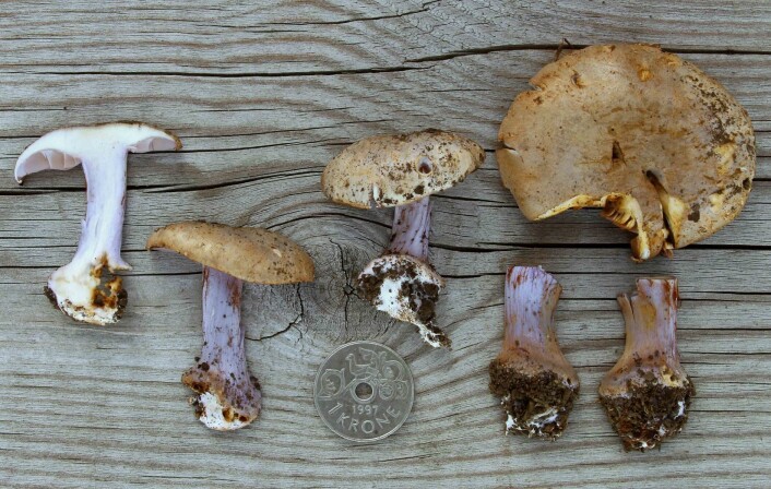 Ladegårdslørsopp (Cortinarius cordatae CR), en sjeldenhet kun kjent fra fire lokaliteter i Oslo-Asker-Ringerike-området, - og én kalklindeskogslokalitet fra Sverige. Her fra “Ladegårdsøen”, som er et gammelt navn på Bygdøy. (Foto: Balint Dima, NINA) Ladegårdslørsopp (Cortinarius cordatae CR), en sjeldenhet kun kjent fra fire lokaliteter i Oslo-Asker-Ringerike-området, - og én kalklindeskogslokalitet fra Sverige. Her fra “Ladegårdsøen”, som er et gammelt navn på Bygdøy. (Foto: Balint Dima, NINA)