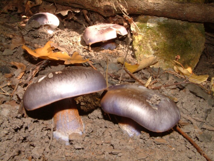 Indigoslørsopp (Cortinarius eucaeruleus) er en annen kalklindeskogsart som også har fått med seg at det har vært party-time under de urgamle lindetrærne i høst. (Foto: Olav Skarpaas, NINA) Indigoslørsopp (Cortinarius eucaeruleus) er en annen kalklindeskogsart som også har fått med seg at det har vært party-time under de urgamle lindetrærne i høst. (Foto: Olav Skarpaas, NINA)