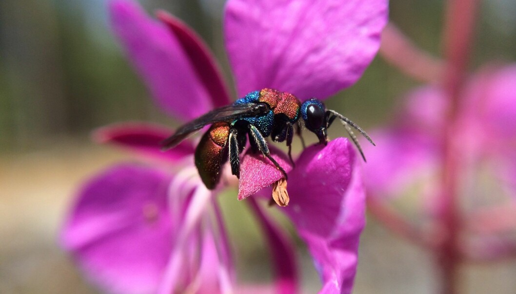 Har funnet 14 nye arter gullveps