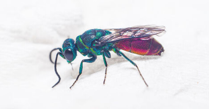 Gullveps er vakre insekter, men regnes også blant de vanskeligste insektgruppene å artsbestemme. (Foto: Arnstein Staverløkk/NINA) Gullveps er vakre insekter, men regnes også blant de vanskeligste insektgruppene å artsbestemme. (Foto: Arnstein Staverløkk/NINA)