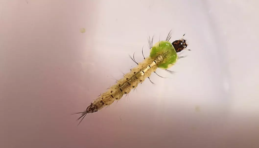 Malariamygg-larve: Her er eksemplaret som ble funnet på Tautra. (Foto: privat)