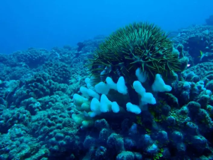 Sjøstjernen, tornekrone, etterlater et tomt skjelett etter å ha spist seg mett på korallen.  (Foto: Jenna Moore)
