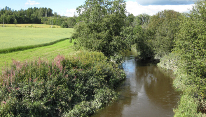 En buffersone mellom åker og elv kan forhindre erosjon og fungere som et rensefilter. Tiltaket bidrar også til økt biomangfold. (Illustrasjonsfoto: Eva Skarbøvik) En buffersone mellom åker og elv kan forhindre erosjon og fungere som et rensefilter. Tiltaket bidrar også til økt biomangfold. (Illustrasjonsfoto: Eva Skarbøvik)