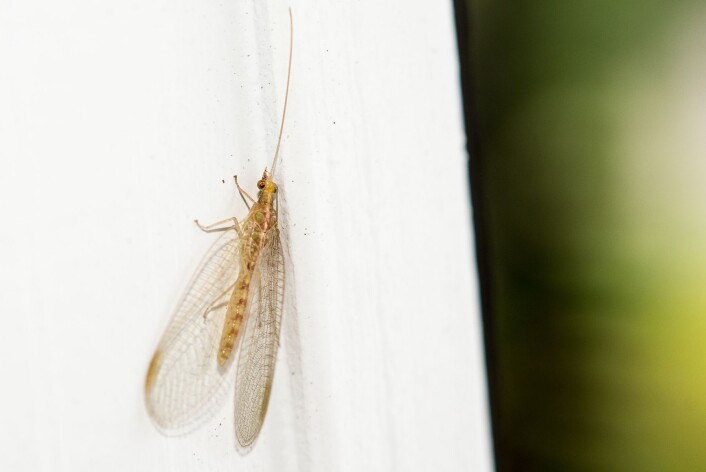 Gulløye overvintrer som voksne, ofte i sprekker på hus. Du finne dem ofte i vinduskarmer. (Foto: Erling Fløistad) Gulløye overvintrer som voksne, ofte i sprekker på hus. Du finne dem ofte i vinduskarmer. (Foto: Erling Fløistad)