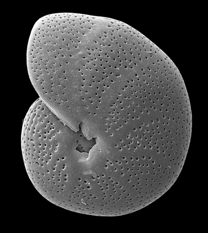 Mens disse encellede organismene var i live ble havtemperaturen risset inn i skallet deres. Det gjør det mulig å avsløre klimaet på den tiden. &#13;
 (Foto: UiT, Tine Rasmussen)