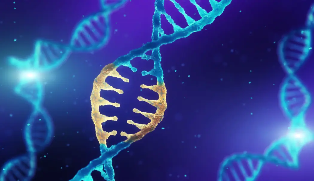 – Nå vet vi at vi i prinsippet kan bruke CRISPR for å endre menneskelige stamceller, at de kan overleve i en pasient og at det kan være trygt, sier en uavhengig forsker om den nye studien. (Foto: Shutterstock / NTB scanpix) – Nå vet vi at vi i prinsippet kan bruke CRISPR for å endre menneskelige stamceller, at de kan overleve i en pasient og at det kan være trygt, sier en uavhengig forsker om den nye studien. (Foto: Shutterstock / NTB scanpix)