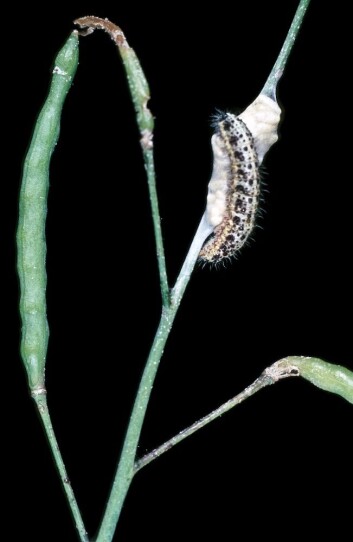 Parasittert larve av stor kålsommerfugl. (Foto: Erling Fløistad) Parasittert larve av stor kålsommerfugl. (Foto: Erling Fløistad)