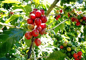 Climate change threatens coffee production: This is how farmers can adapt