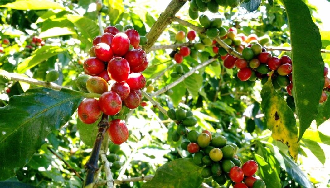Researchers have investigated various strategies that farmers can implement to tackle the effects of climate change. (Photo: Kauê de Sousa) Researchers have investigated various strategies that farmers can implement to tackle the effects of climate change. (Photo: Kauê de Sousa)