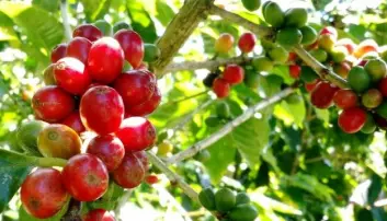 Climate change threatens coffee production: This is how farmers can adapt