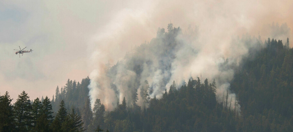Brann i Yosemite National Park i California, 14 september 2014. (Foto: Reuters)