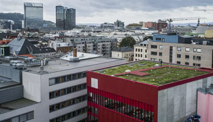 Blomster og bier på Oslos første blågrønne tak