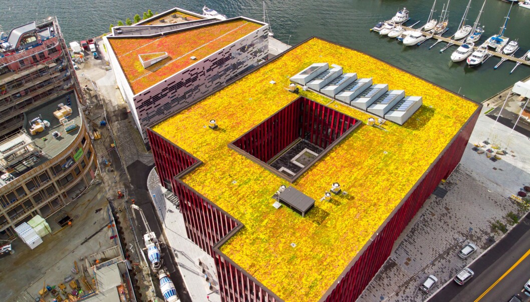 I Norge er det fortsatt sedumtak med ulike bergknapparter som dominerer markedet. Her fra Sandnes rådhus i Rogaland hvor bergknappen blomstrer. (Foto: Bergknapp AS) I Norge er det fortsatt sedumtak med ulike bergknapparter som dominerer markedet. Her fra Sandnes rådhus i Rogaland hvor bergknappen blomstrer. (Foto: Bergknapp AS)