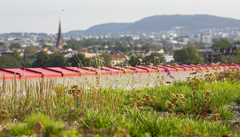 Det er hovedsakelig lavvokst vegetasjon som er etablert på taket til vega Scene i Oslo. (Foto: Asplan Viak ved Åse Holte)