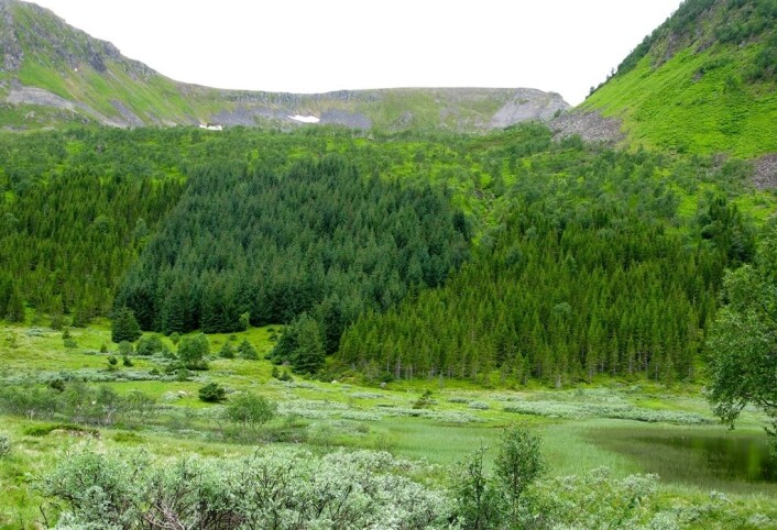 Skogreising i Vesterålen. Sitkagran og vanlig gran i plantefelt. Fra Råvollmarka i Hadsel. (Foto: Arne Steffenrem) Skogreising i Vesterålen. Sitkagran og vanlig gran i plantefelt. Fra Råvollmarka i Hadsel. (Foto: Arne Steffenrem)