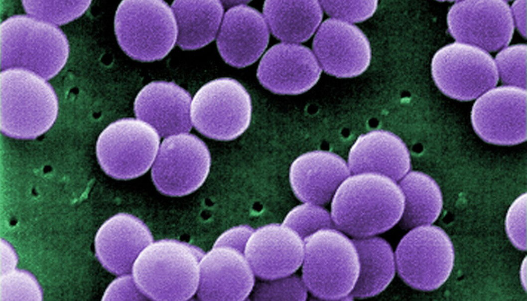 Gule stafylokokker (Staphylococcus aureus) er en vanlig, multiresistent bakterie i sykehusinfeksjoner. Denne kan nå bekjempes med en gele som bryter ned den beskyttende biofilmen rundt bakterien. Geleen er utviklet av forskere ved Queen´s University Belfast. (Foto: Janice Haney Carr, Wikimedia Commons) Gule stafylokokker (Staphylococcus aureus) er en vanlig, multiresistent bakterie i sykehusinfeksjoner. Denne kan nå bekjempes med en gele som bryter ned den beskyttende biofilmen rundt bakterien. Geleen er utviklet av forskere ved Queen´s University Belfast. (Foto: Janice Haney Carr, Wikimedia Commons)