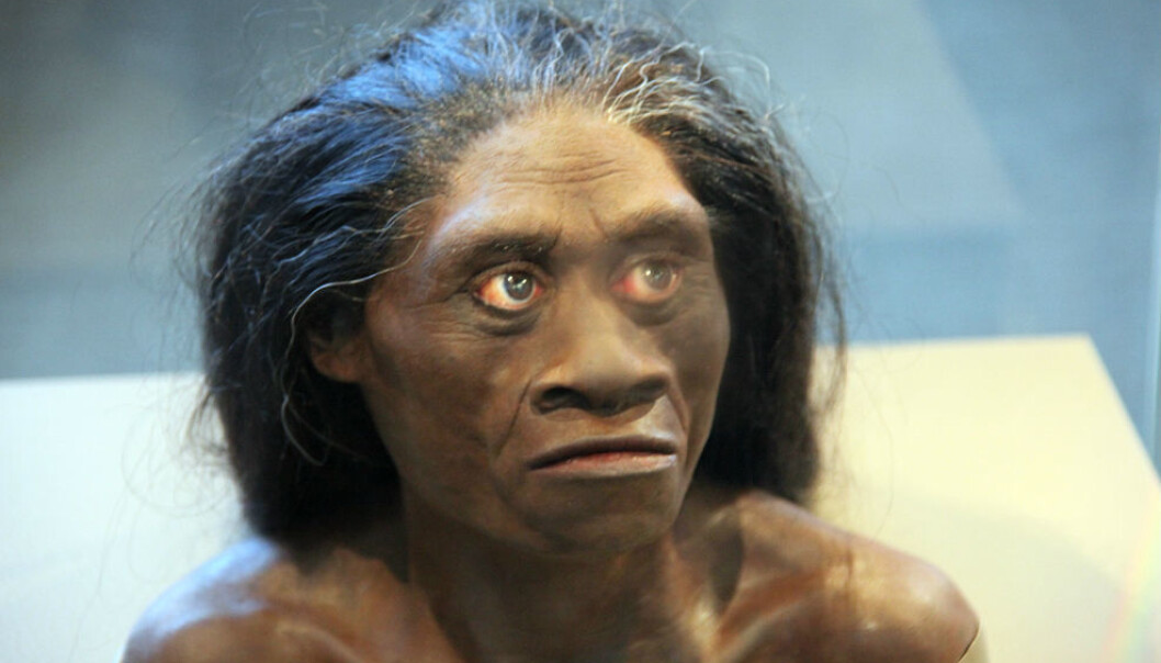 Homo floresiensis har kanskje ikke eksistert. Forskere mener i hvert fall å kunne bevise at det eneste kraniet fra arten stammer fra et vanlig menneske med Downs syndrom. (Foto: Tim Evanson, Wikmedia Commons) Homo floresiensis har kanskje ikke eksistert. Forskere mener i hvert fall å kunne bevise at det eneste kraniet fra arten stammer fra et vanlig menneske med Downs syndrom. (Foto: Tim Evanson, Wikmedia Commons)