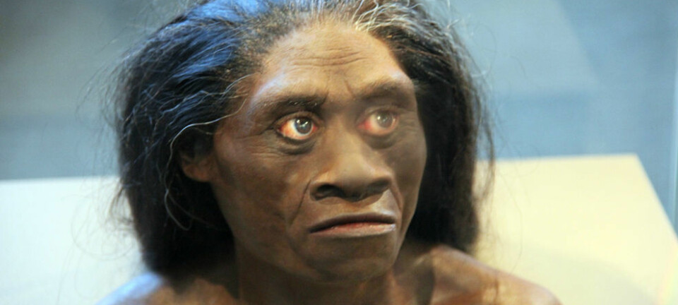 Homo floresiensis har kanskje ikke eksistert. Forskere mener i hvert fall å kunne bevise at det eneste kraniet fra arten stammer fra et vanlig menneske med Downs syndrom.  (Foto: Tim Evanson, Wikmedia Commons)