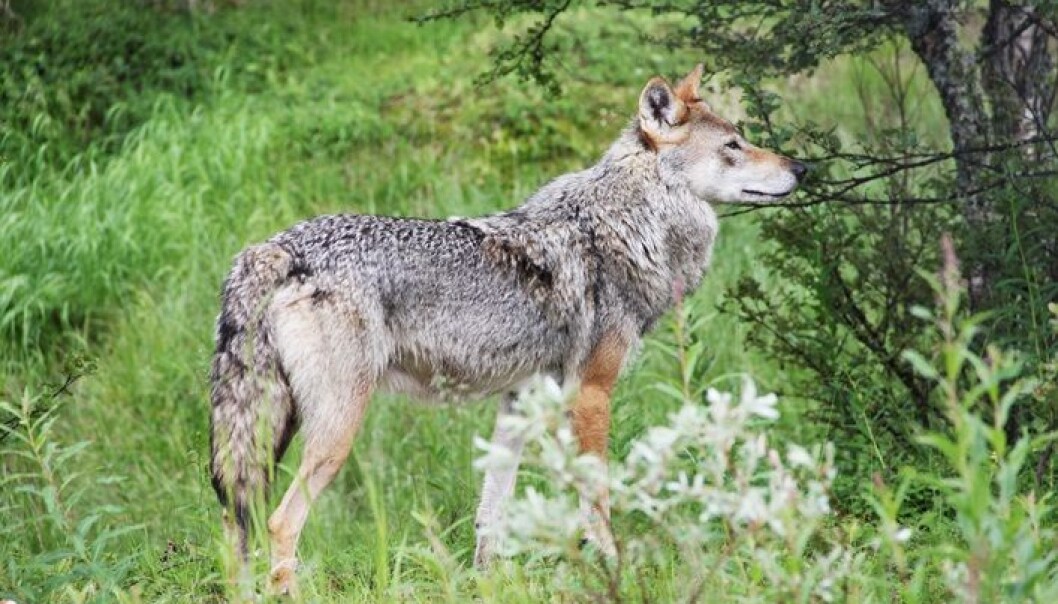 Ifølge kronikkforfatteren har forskning funnet flere løsninger på konflikten om rovdyrene. (Foto: Microstock) Ifølge kronikkforfatteren har forskning funnet flere løsninger på konflikten om rovdyrene. (Foto: Microstock)