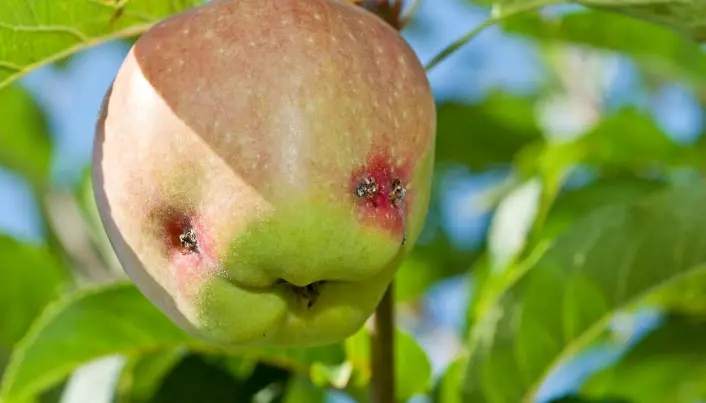 KORT OM HAGEKRYP: Sommerfugl på epleslang
