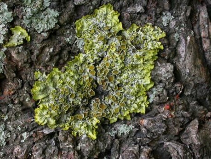 Du har garantert sett massevis av lav på trærne og kanskje trodd at det var mose. Det er en sopp som faktisk hjelper planten ved å utveksle vann og næringsstoffer. (Foto: Jacob Heilmann-Clausen) Du har garantert sett massevis av lav på trærne og kanskje trodd at det var mose. Det er en sopp som faktisk hjelper planten ved å utveksle vann og næringsstoffer. (Foto: Jacob Heilmann-Clausen)