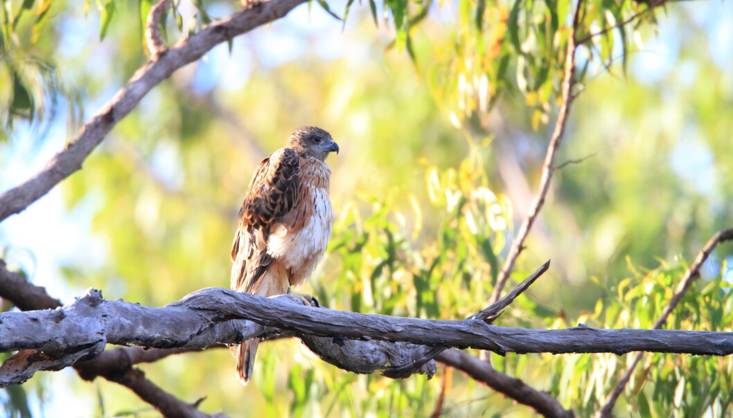 Australsk revehauk var blant dem som mistet mest av sine potensielle leveområder. (Foto: feathercollector / Shutterstock / NTB scanpix) Australsk revehauk var blant dem som mistet mest av sine potensielle leveområder. (Foto: feathercollector / Shutterstock / NTB scanpix)