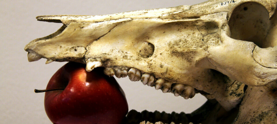 Dietten til middelalderens julegris kan spores i den kjemiske sammensetningen i gamle bein. (Foto: NTNU Vitenskapsmuseet)