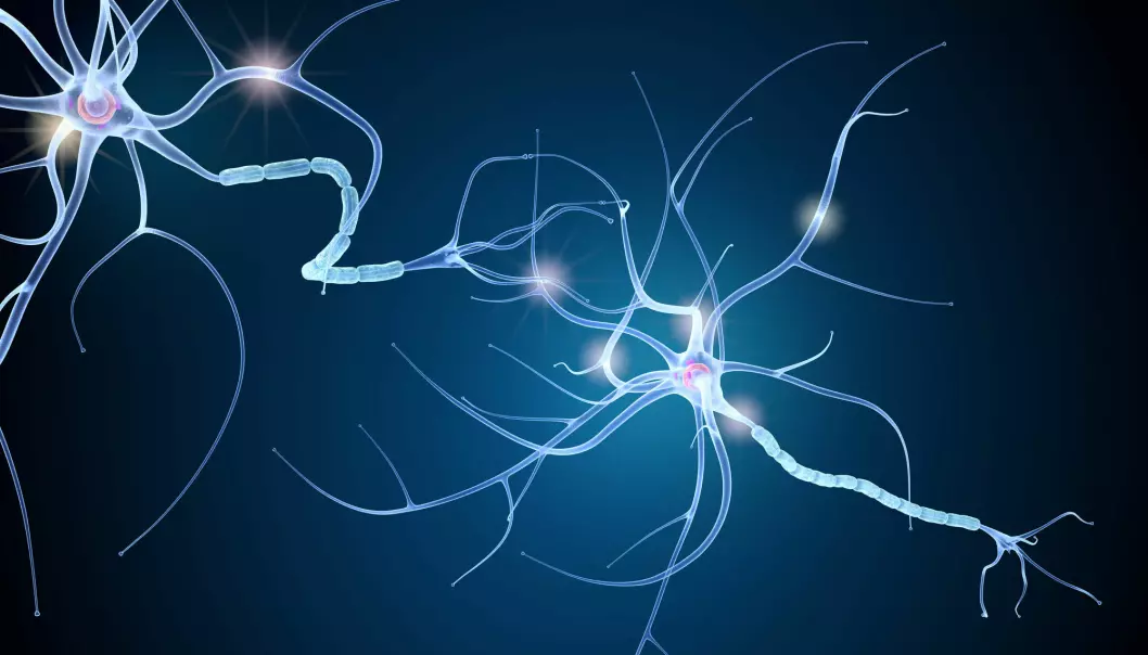 Nervecellene i hjernen er beskyttet av myelin. For at nervene skal fungere normalt er det viktig at myelinen ikke er skadet. (Foto: Shutterstock)