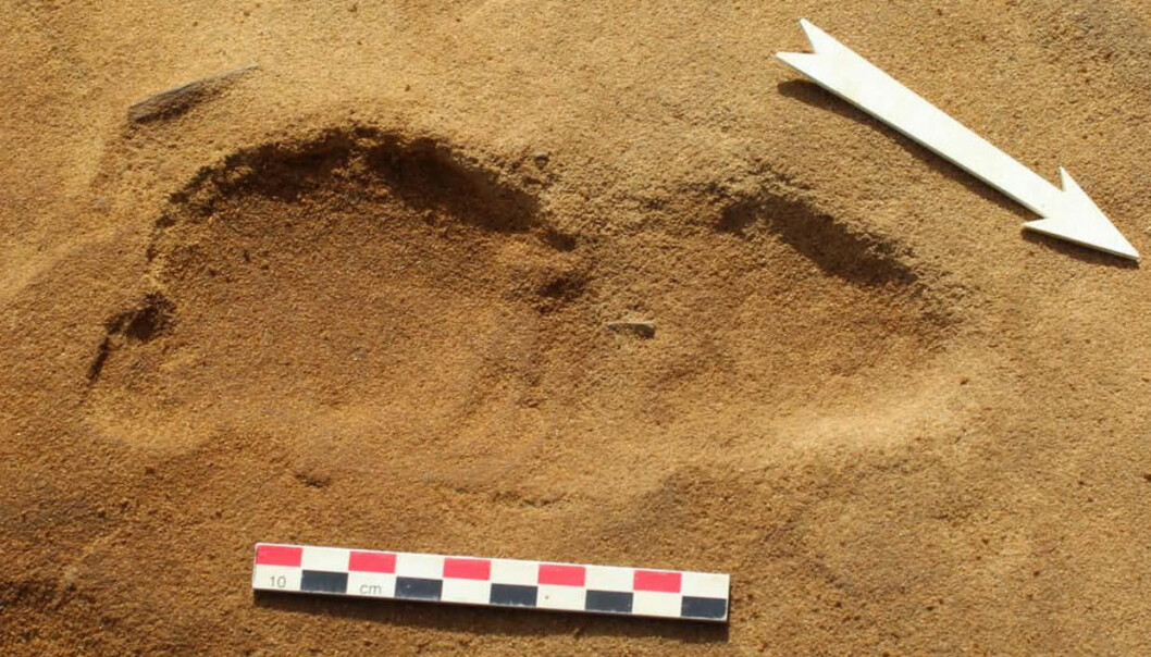 Bildet viser ett av fotavtrykkene som en neandertaler laget da han eller hun gikk over sanden for 80 000 år siden. (Foto: Dominique Cliquet) Bildet viser ett av fotavtrykkene som en neandertaler laget da han eller hun gikk over sanden for 80 000 år siden. (Foto: Dominique Cliquet)