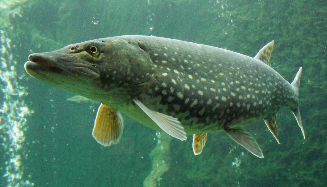Gjedda liker seg i stilleflytende elver og innsjøer med mye vegetasjon. (Foto: Wikimedia Commons/Jik jik) Gjedda liker seg i stilleflytende elver og innsjøer med mye vegetasjon. (Foto: Wikimedia Commons/Jik jik)
