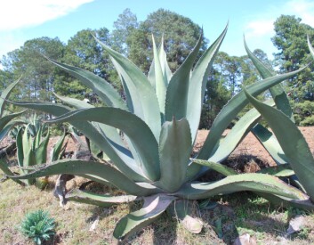 Agaveplanten som pulque lages av. (Foto: Alejandro Linares Garcia/Wikimedia Commons) Agaveplanten som pulque lages av. (Foto: Alejandro Linares Garcia/Wikimedia Commons)