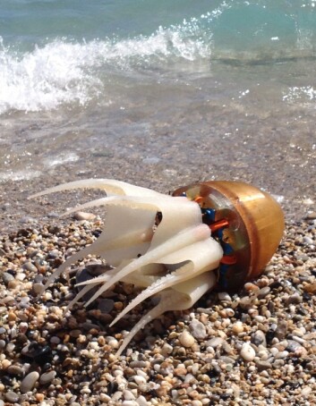 Blekksprutroboten fikk testet ferdighetene på svømmetur i havet. (Foto: Dimitris Tsakiris) Blekksprutroboten fikk testet ferdighetene på svømmetur i havet. (Foto: Dimitris Tsakiris)