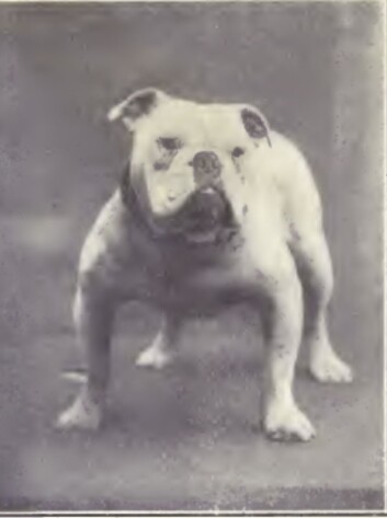 Sånn så en engelsk bulldog ut i 1915. (Foto: Boka «Dogs of all nations» fra 1915) Sånn så en engelsk bulldog ut i 1915. (Foto: Boka «Dogs of all nations» fra 1915)