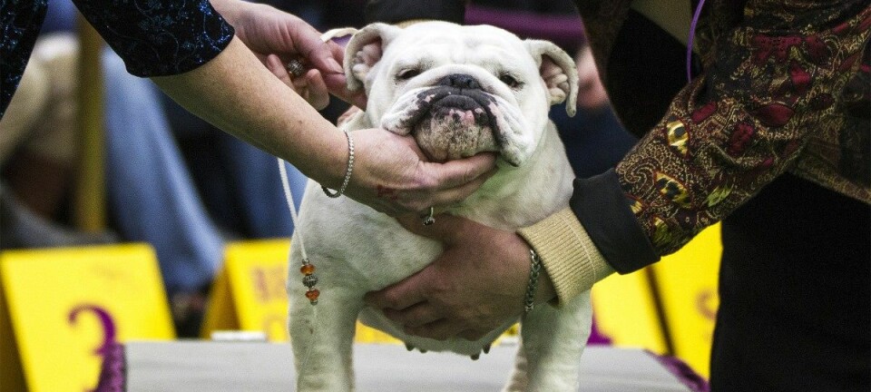 Engelske bulldoger er nå avhengige av menneskehjelp for å føde valper. (Foto: Lucas Jackson/Reuters)