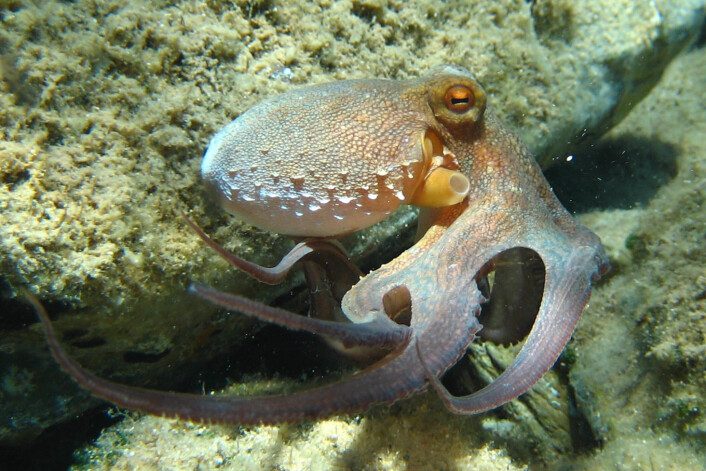Her er originalen, blekkspruten Octopus vulgaris fotografert utenfor Hellas. (Foto: Beckmannjan/Wikimedia Commons) Her er originalen, blekkspruten Octopus vulgaris fotografert utenfor Hellas. (Foto: Beckmannjan/Wikimedia Commons)