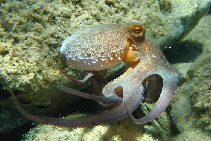 Her er originalen, blekkspruten Octopus vulgaris fotografert utenfor Hellas. (Foto: Beckmannjan/Wikimedia Commons)