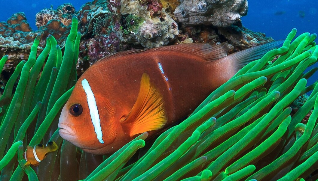 Klovnefisken er hjemmekjær på korallrevet, men når den er larve kan den svømme langt. (Foto: Tane Sinclair-Taylor) Klovnefisken er hjemmekjær på korallrevet, men når den er larve kan den svømme langt. (Foto: Tane Sinclair-Taylor)