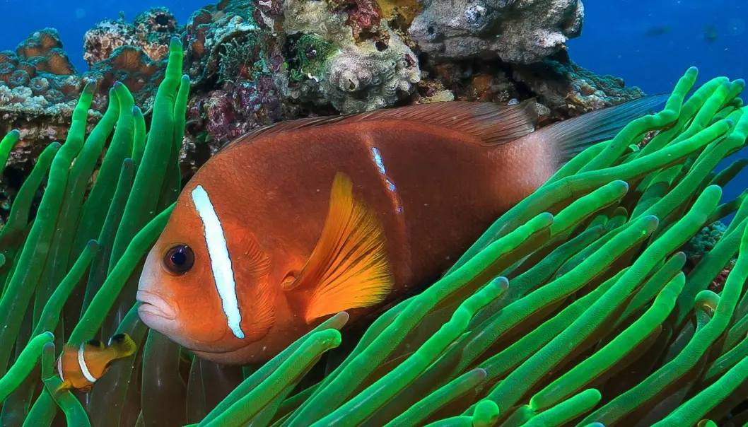 Nemo finner veien over havet